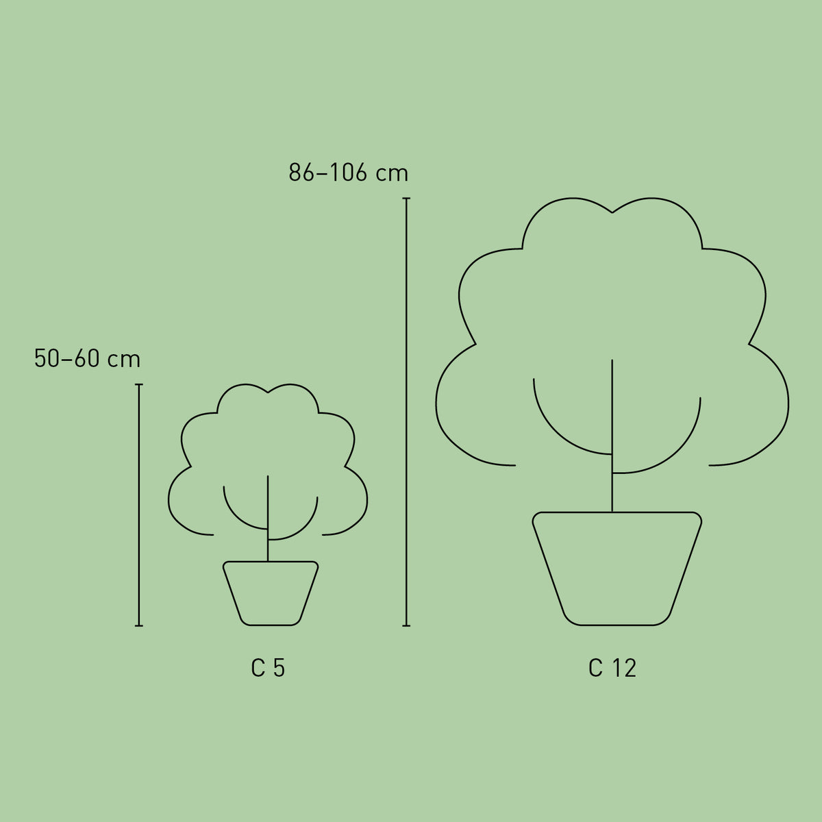 Größe der Plantura Hortensie Endless Summer® 'The Original' Rosa