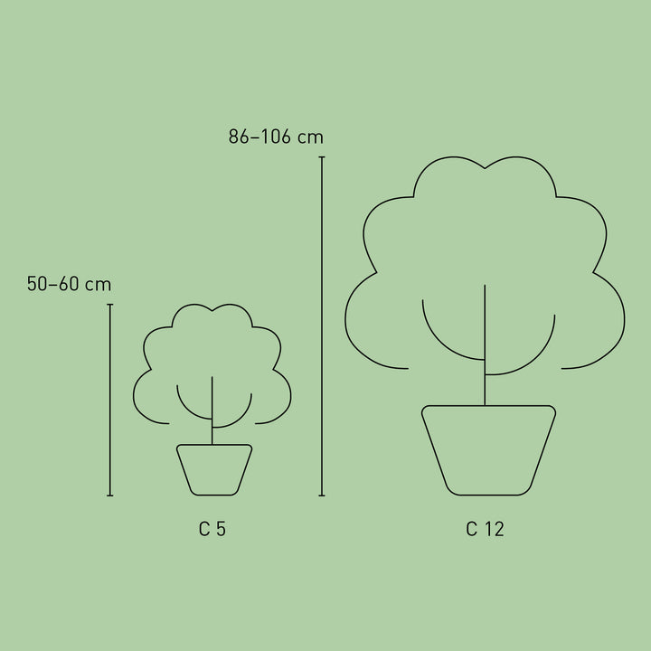 Größe der Plantura Hortensie Endless Summer® 'The Original' Rosa
