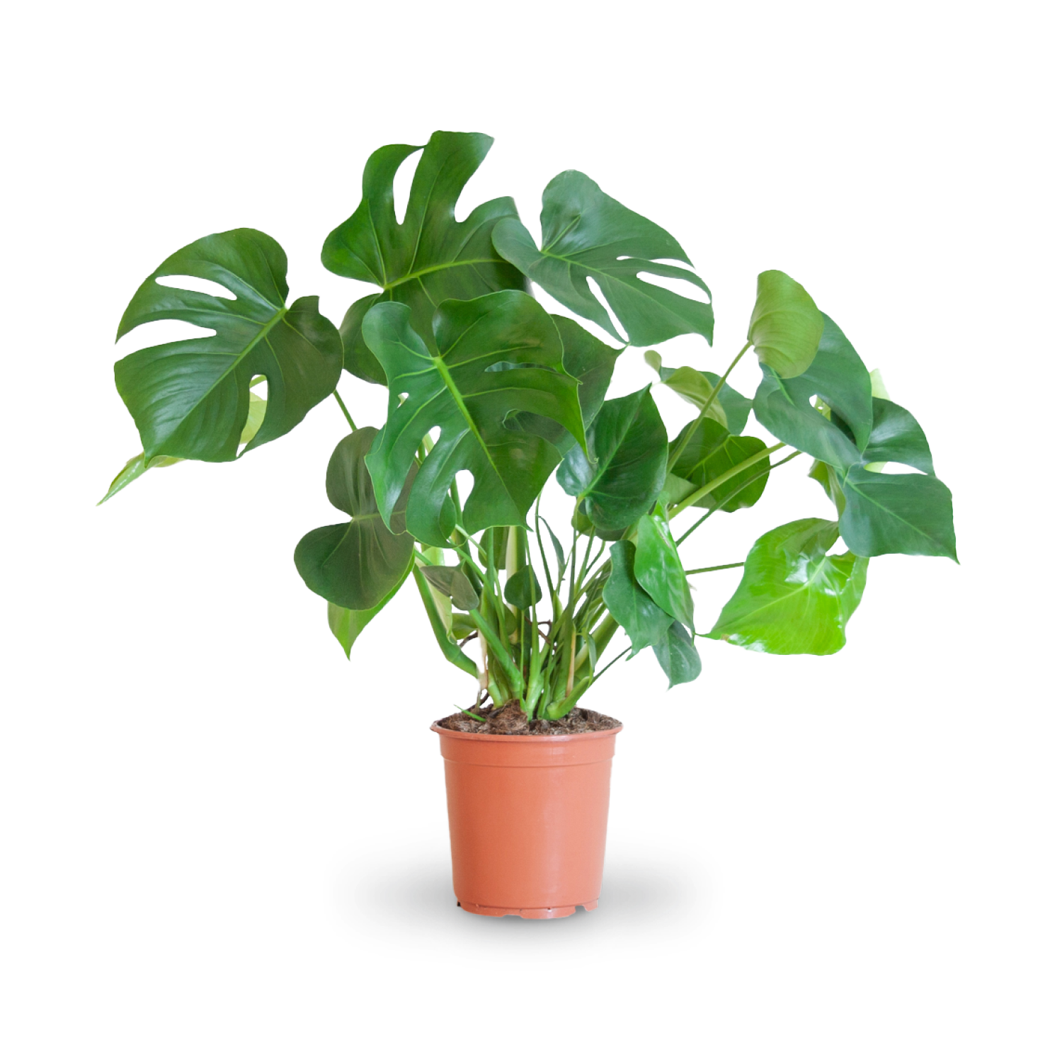 Plantura Fensterblatt