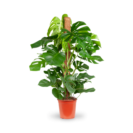 monstera größe Fensterblatt (Monstera) XXL-Größe kaufen