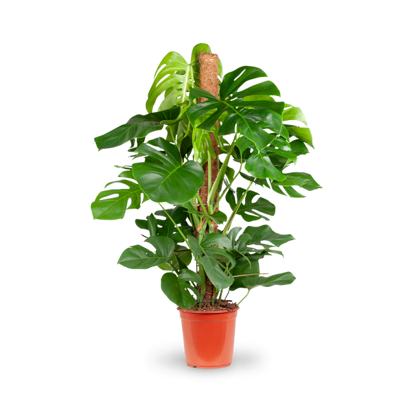 Fensterblatt (Monstera) XXL-Größe kaufen