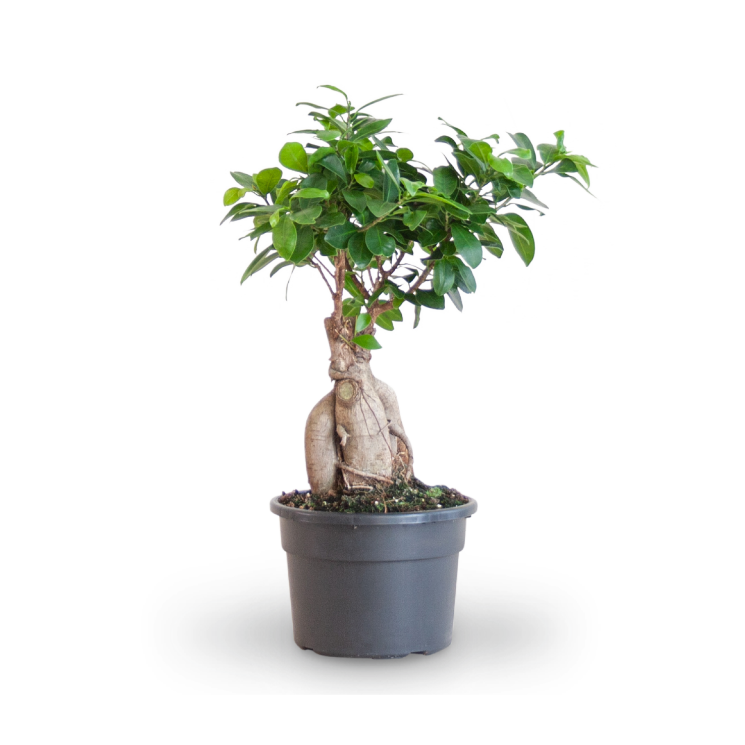 Plantura Ficus 'Ginseng' Bonsai