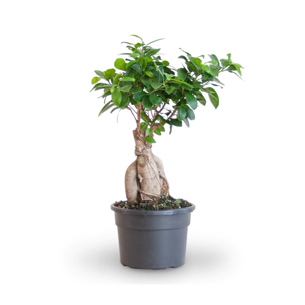 Plantura Ficus 'Ginseng' Bonsai