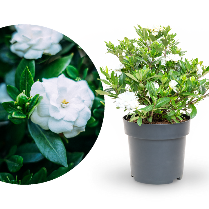 Gardenie 'Double Mint®'