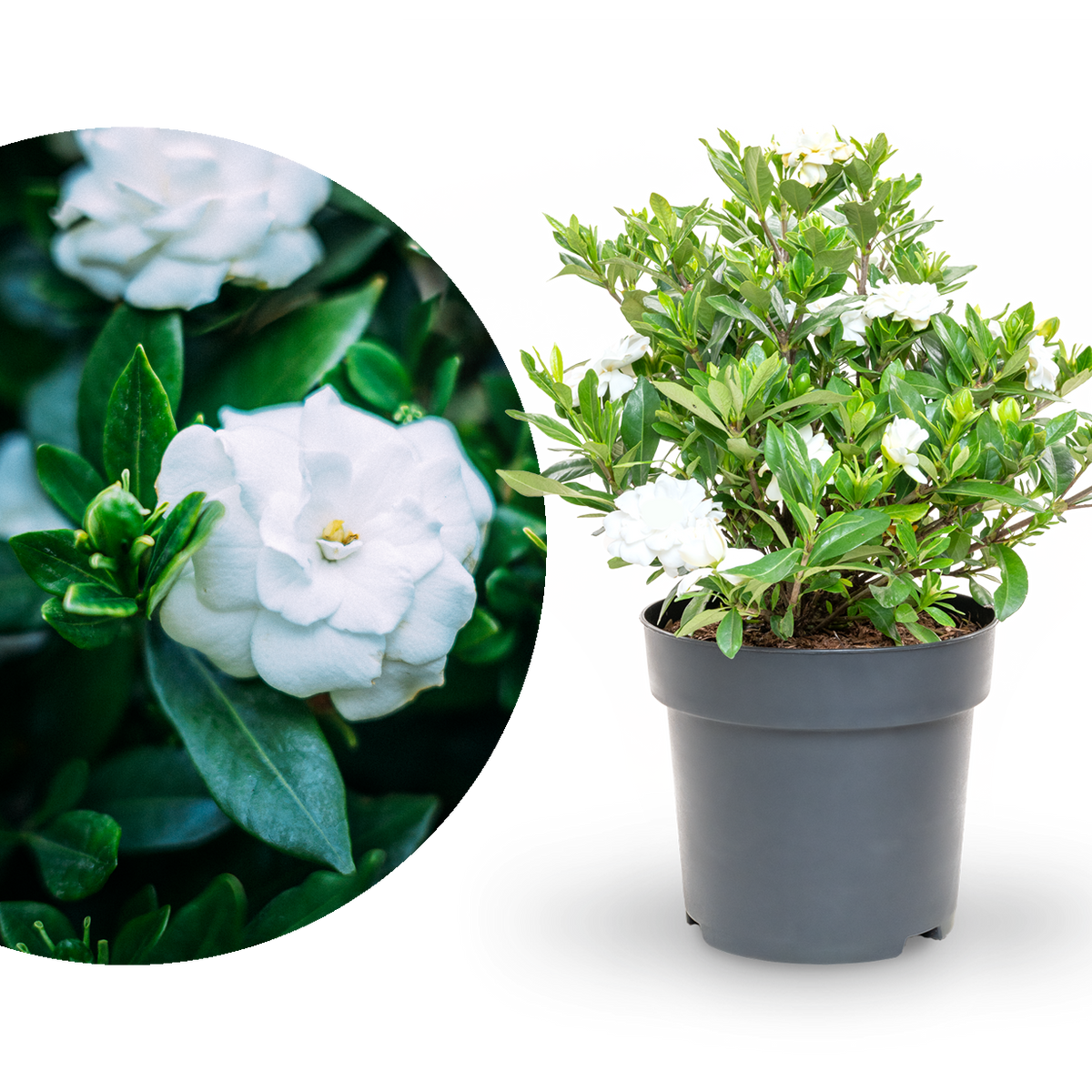 Gardenie 'Double Mint®' Weiß