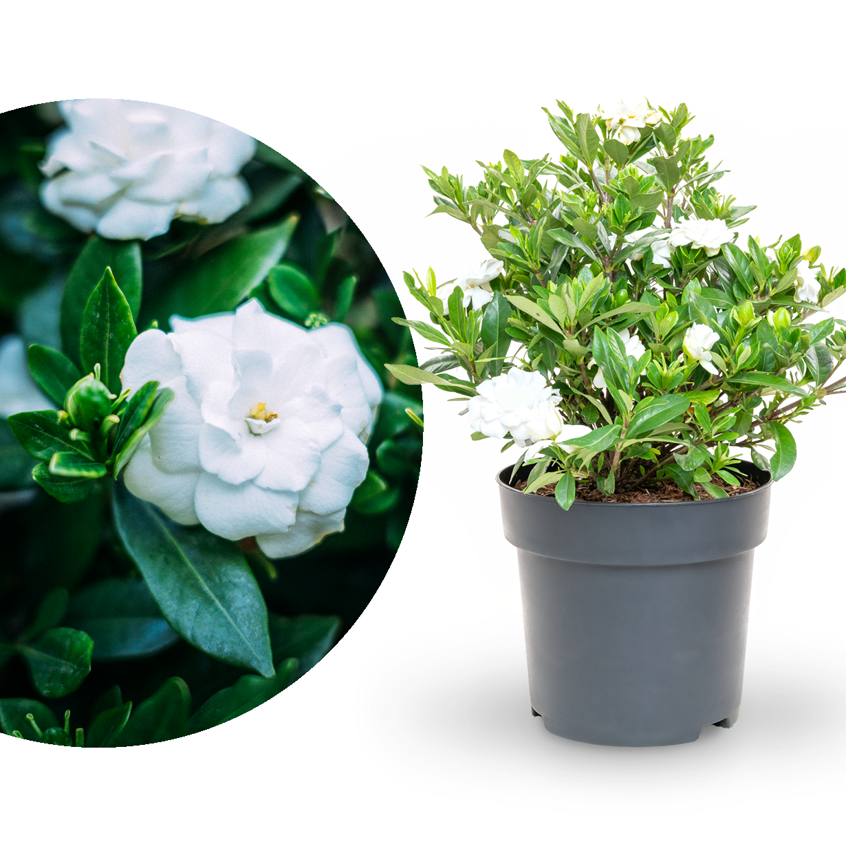 Gardenie 'Double Mint®' Weiß
