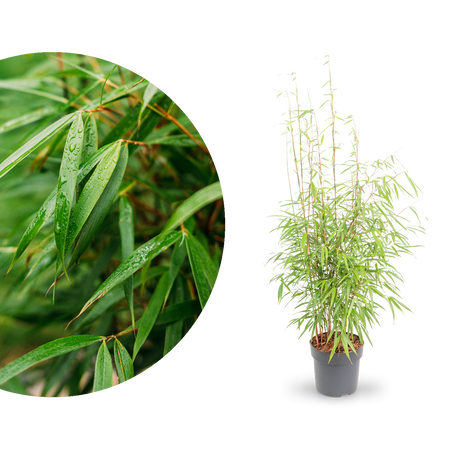 Gartenbambus 'Asian Wonder' kaufen