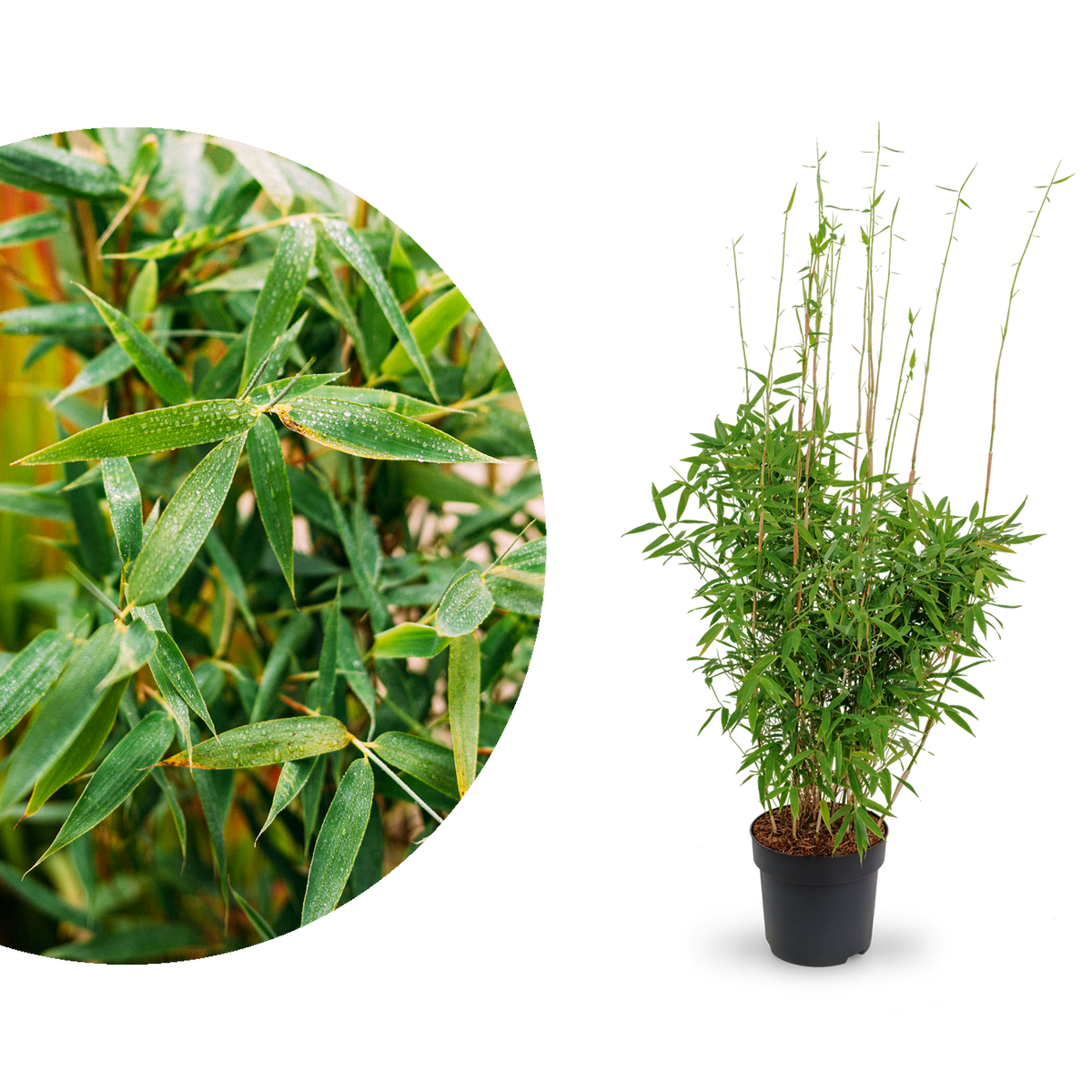 Gartenbambus 'Jumbo'