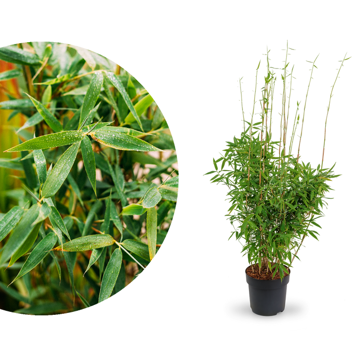 Gartenbambus 'Jumbo'