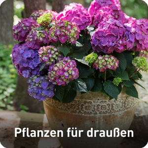 Pflanzen für draußen Produktgruppe