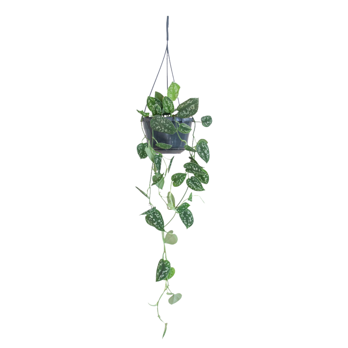 Plantura Gefleckte Efeutute ‘Argyraeus’