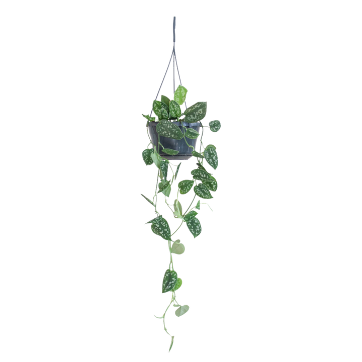Plantura Gefleckte Efeutute ‘Argyraeus’