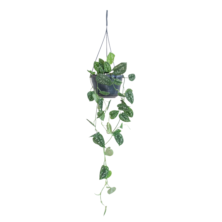 Plantura Gefleckte Efeutute ‘Argyraeus’