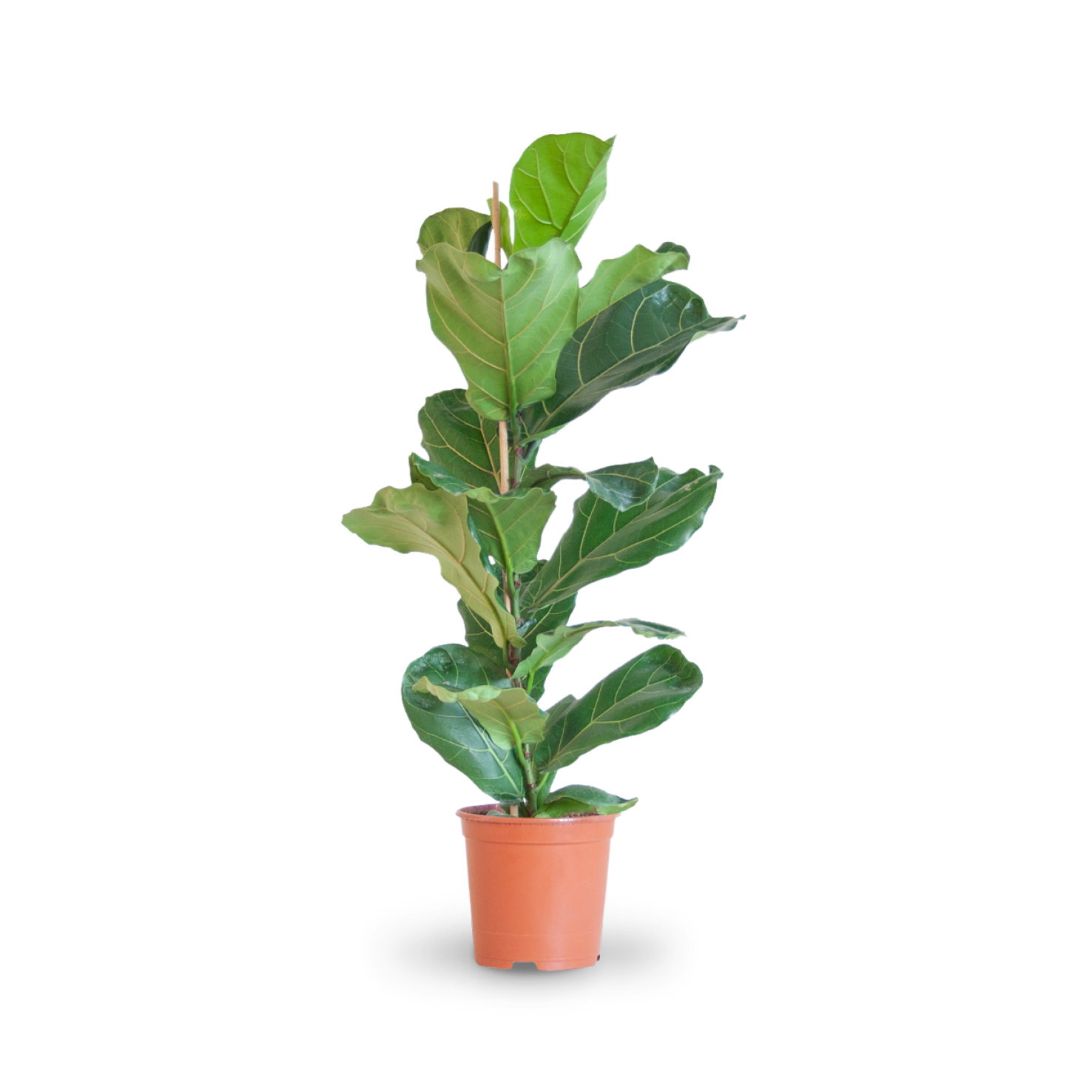 geigenfeige bestellen Geigenfeige (Ficus lyrata) kaufen