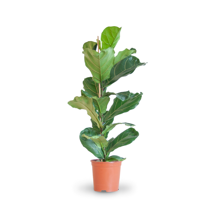 Plantura Geigenfeige
