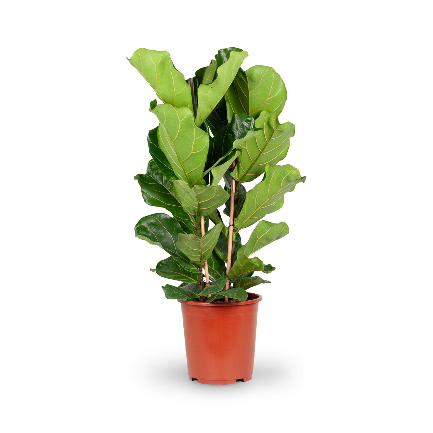 Geigenfeige (Ficus lyrata) XXL-Größe kaufen