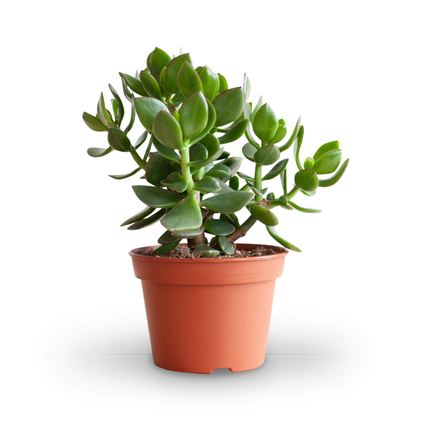 Geldbaum (Crassula ovata) 'Hulk' kaufen - Plantura Shop