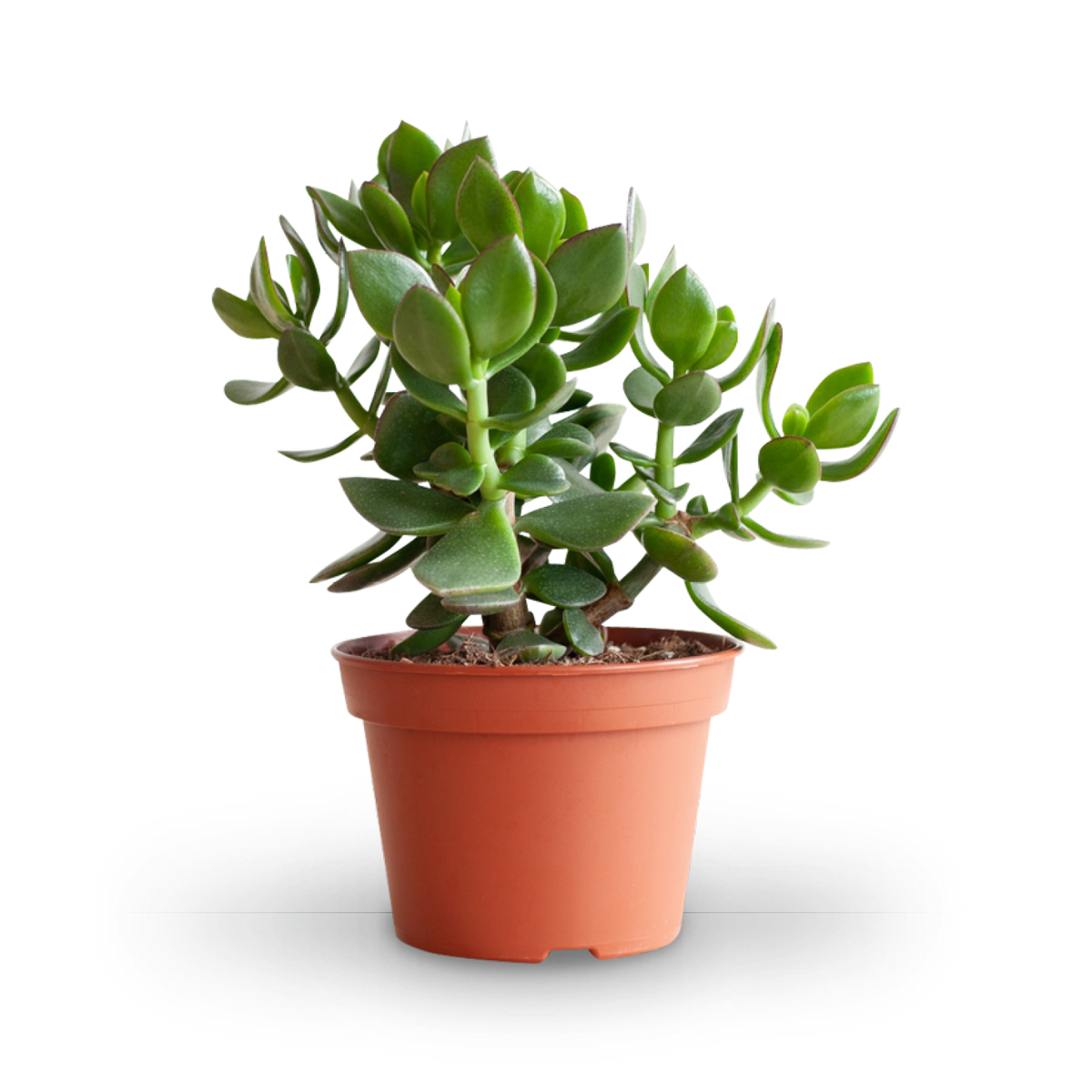 Plantura Geldbaum 'Hulk'