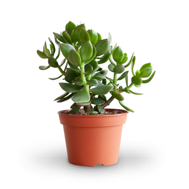 Plantura Geldbaum 'Hulk'