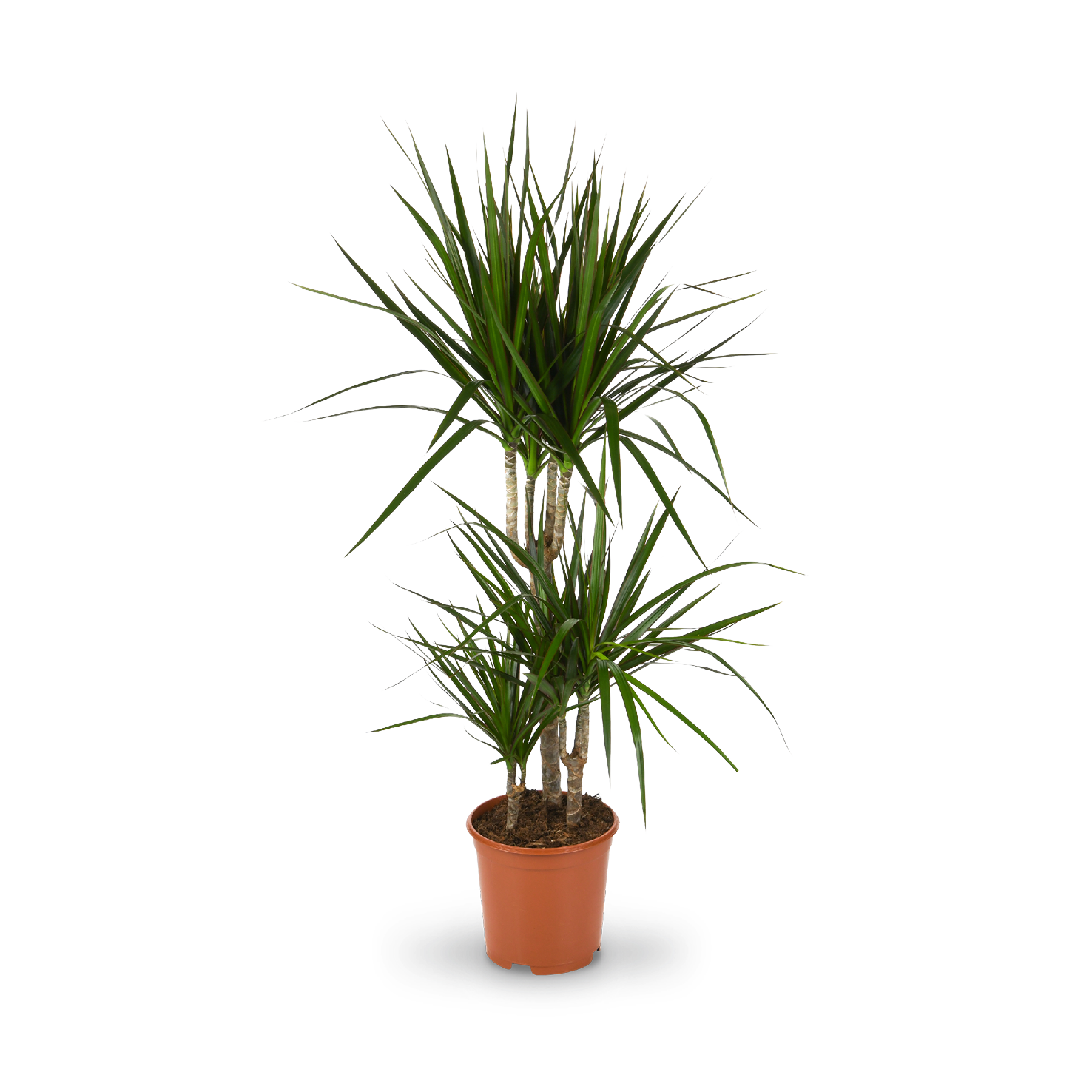 Plantura Gerandeter Drachenbaum