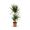 Plantura Gerandeter Drachenbaum