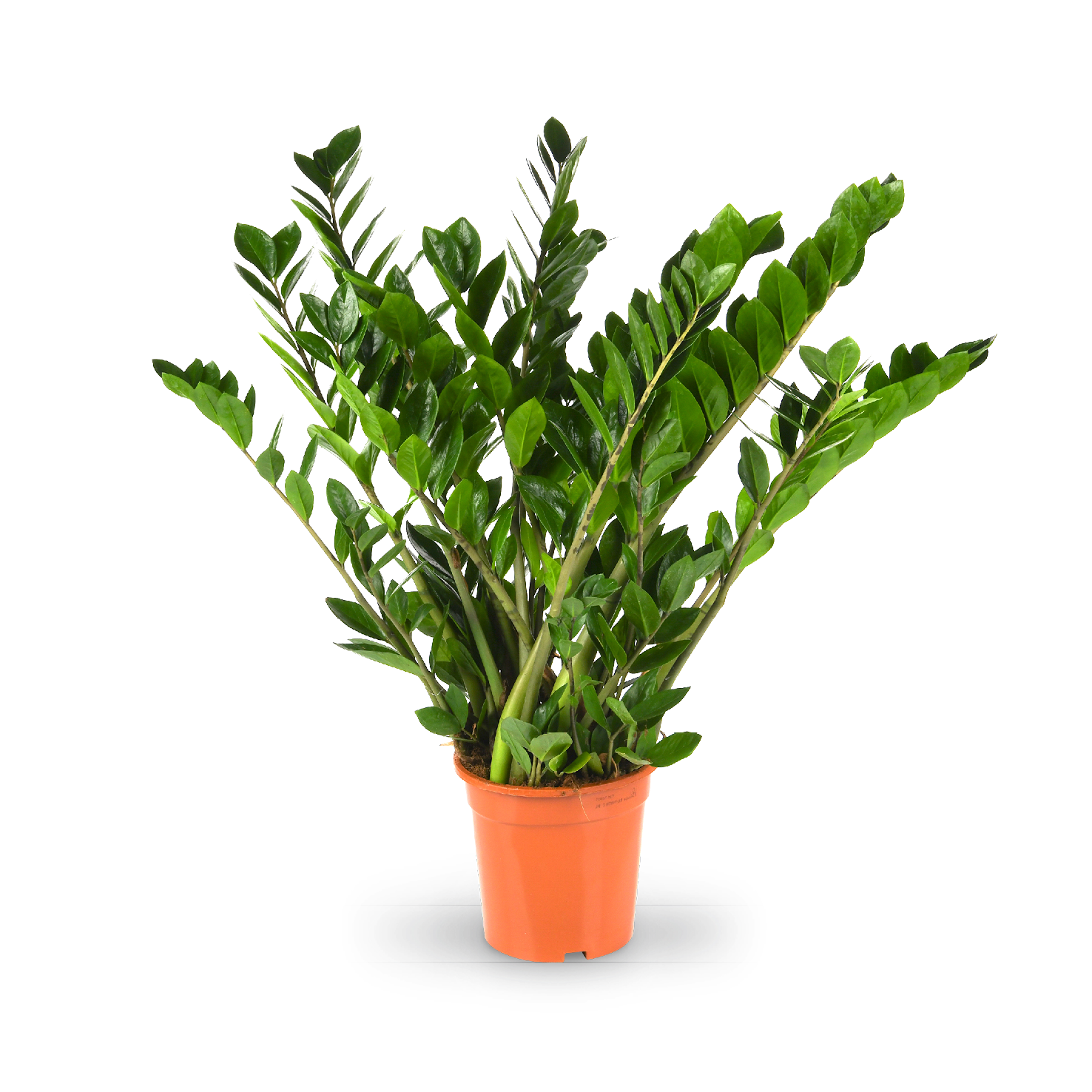 Glücksfeder (Zamioculcas zamiifolia) kaufen