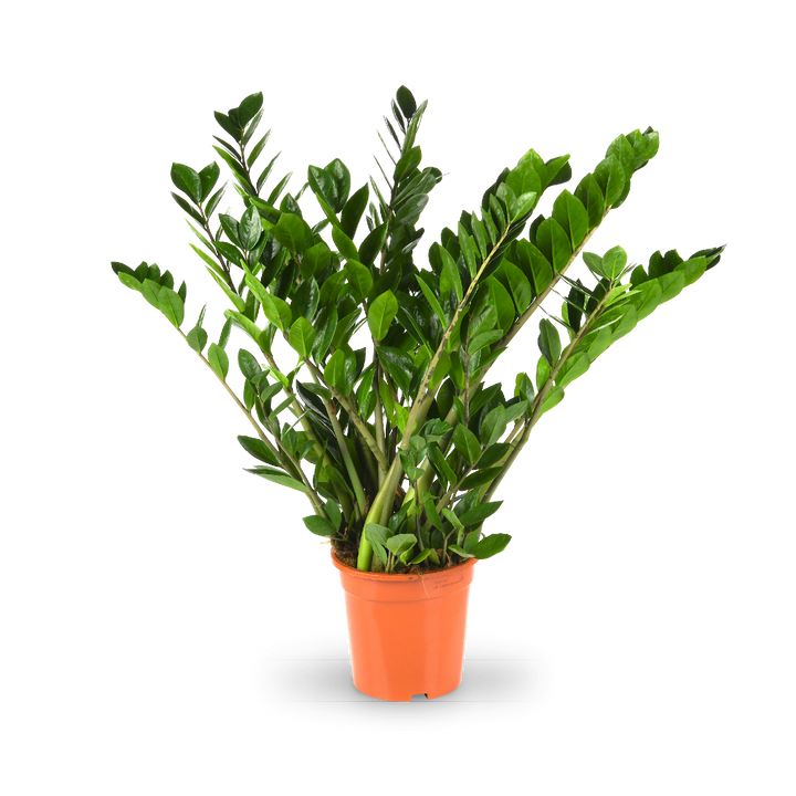 Plantura Glücksfeder