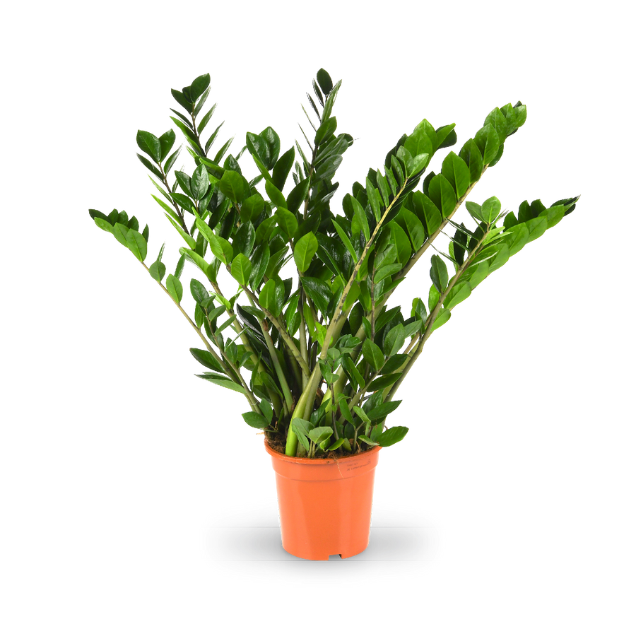 Plantura Glücksfeder