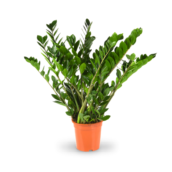 Glücksfeder (Zamioculcas zamiifolia) kaufen