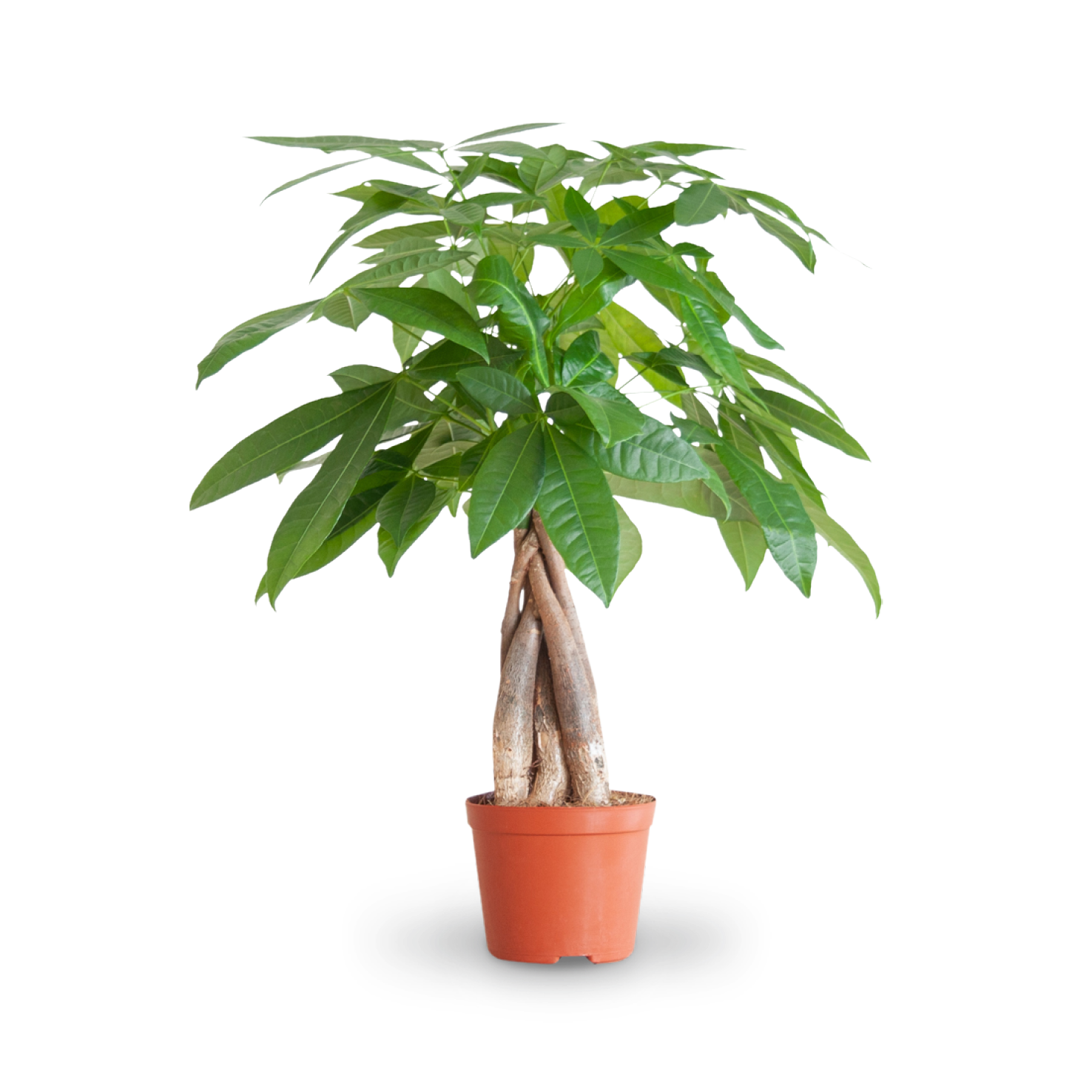Plantura Glückskastanie