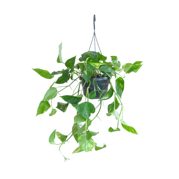 Goldene Efeutute (Epipremnum aureum) kaufen
