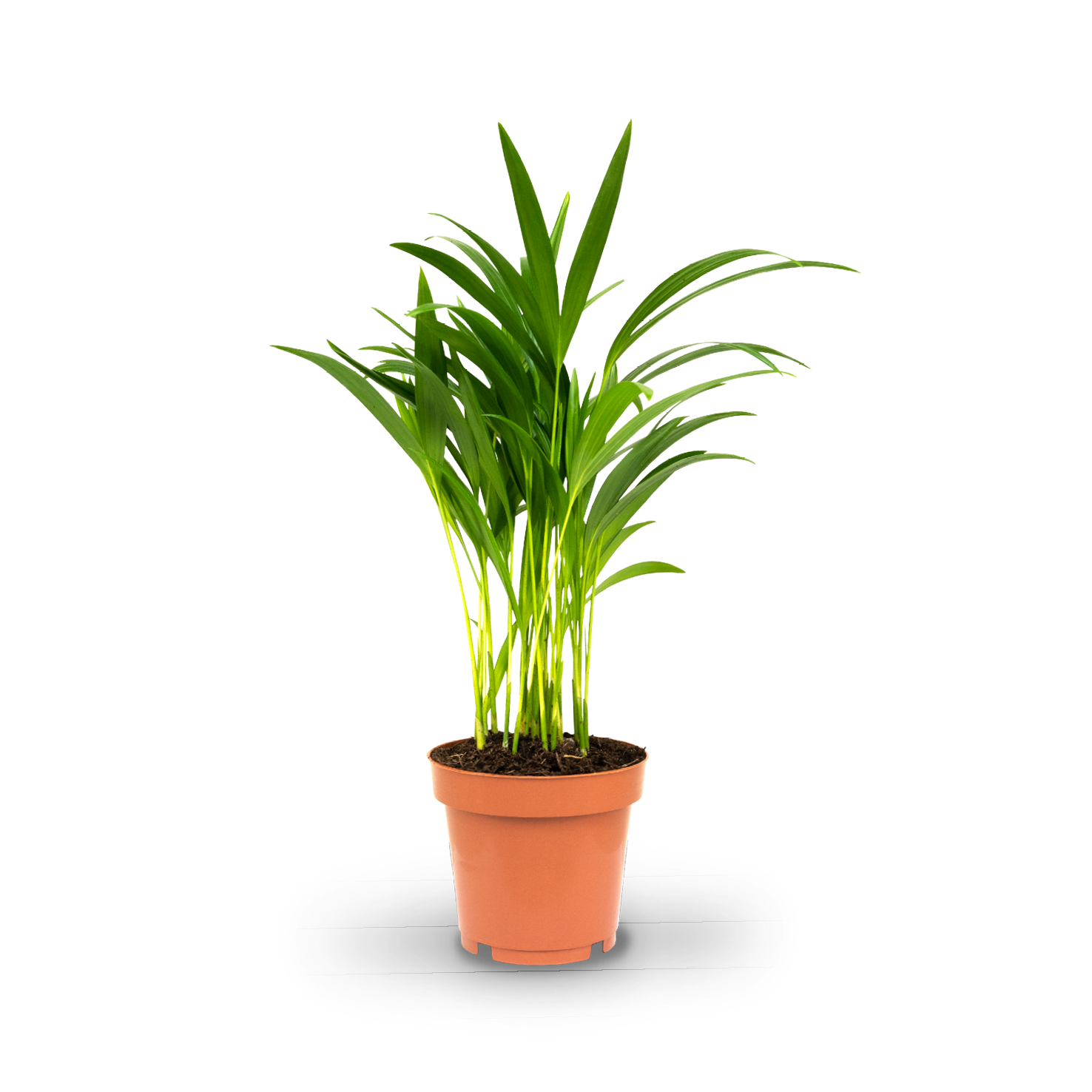 Plantura Goldfruchtpalme