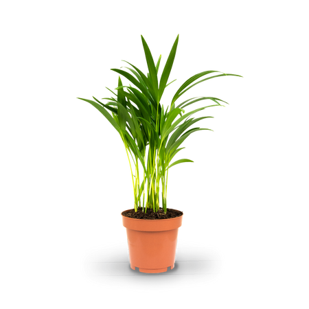 Goldfruchtpalme (Dypsis lutescens) kaufen - Plantura Shop