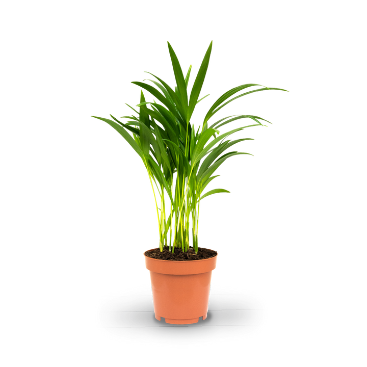 areca palme braune spitzen Goldfruchtpalme (Dypsis lutescens) kaufen