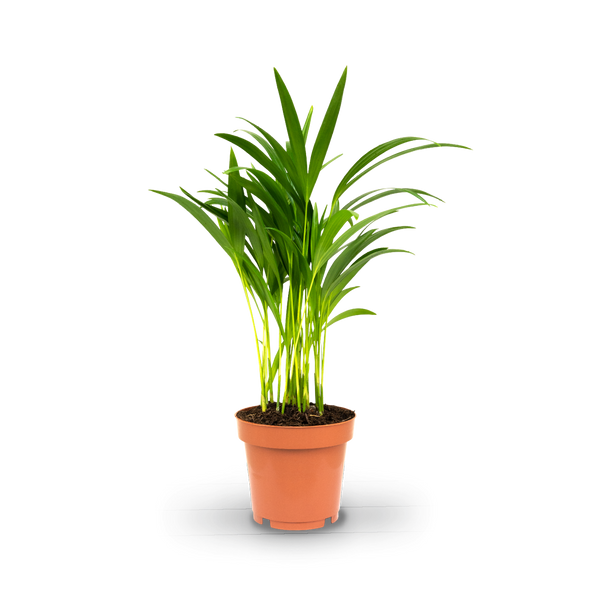 wie groß wird eine goldfruchtpalme Goldfruchtpalme (Dypsis lutescens) kaufen