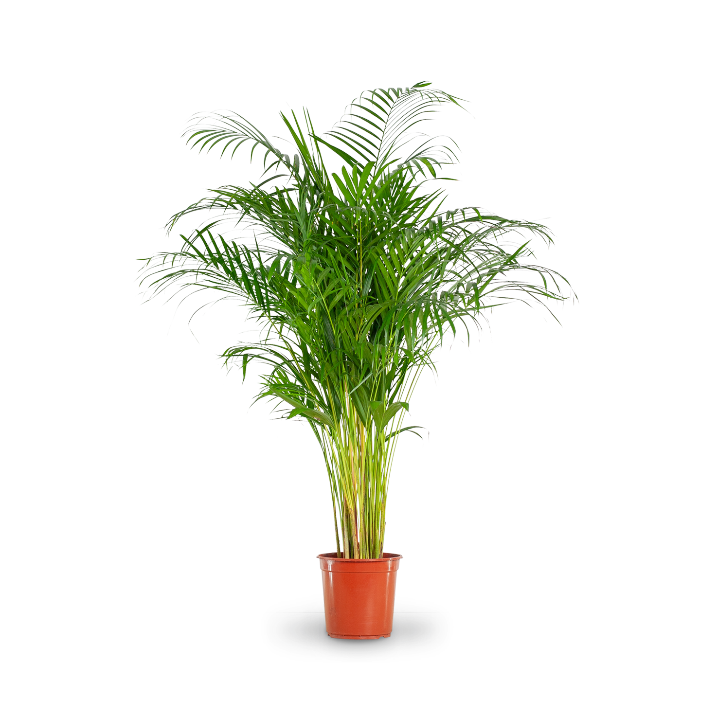 Plantura Goldfruchtpalme XXL-Größe