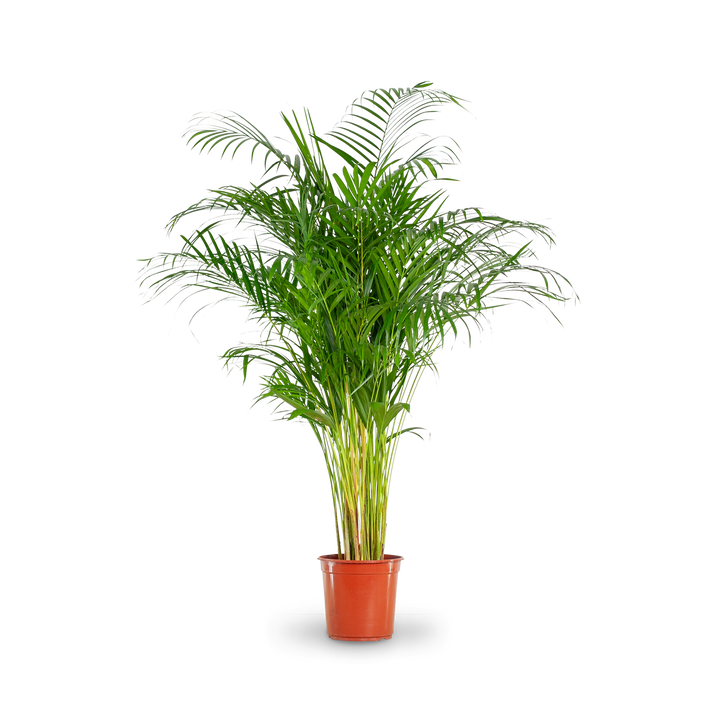 Plantura Goldfruchtpalme XXL-Größe
