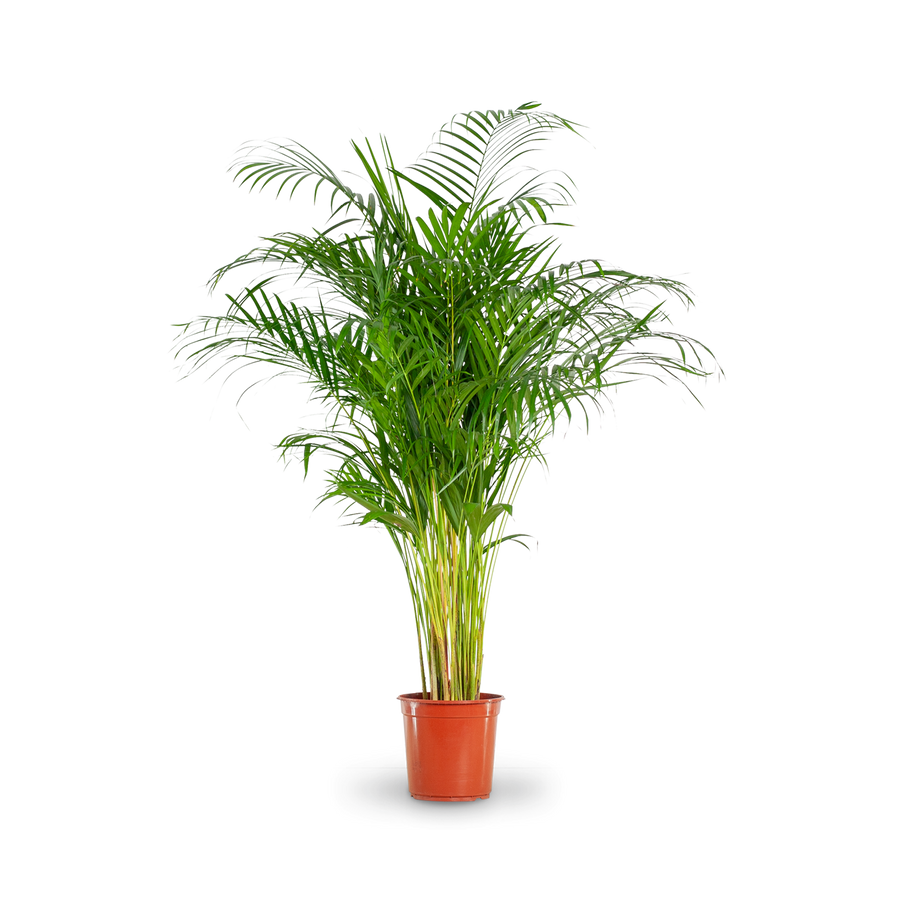 Plantura Goldfruchtpalme XXL-Größe