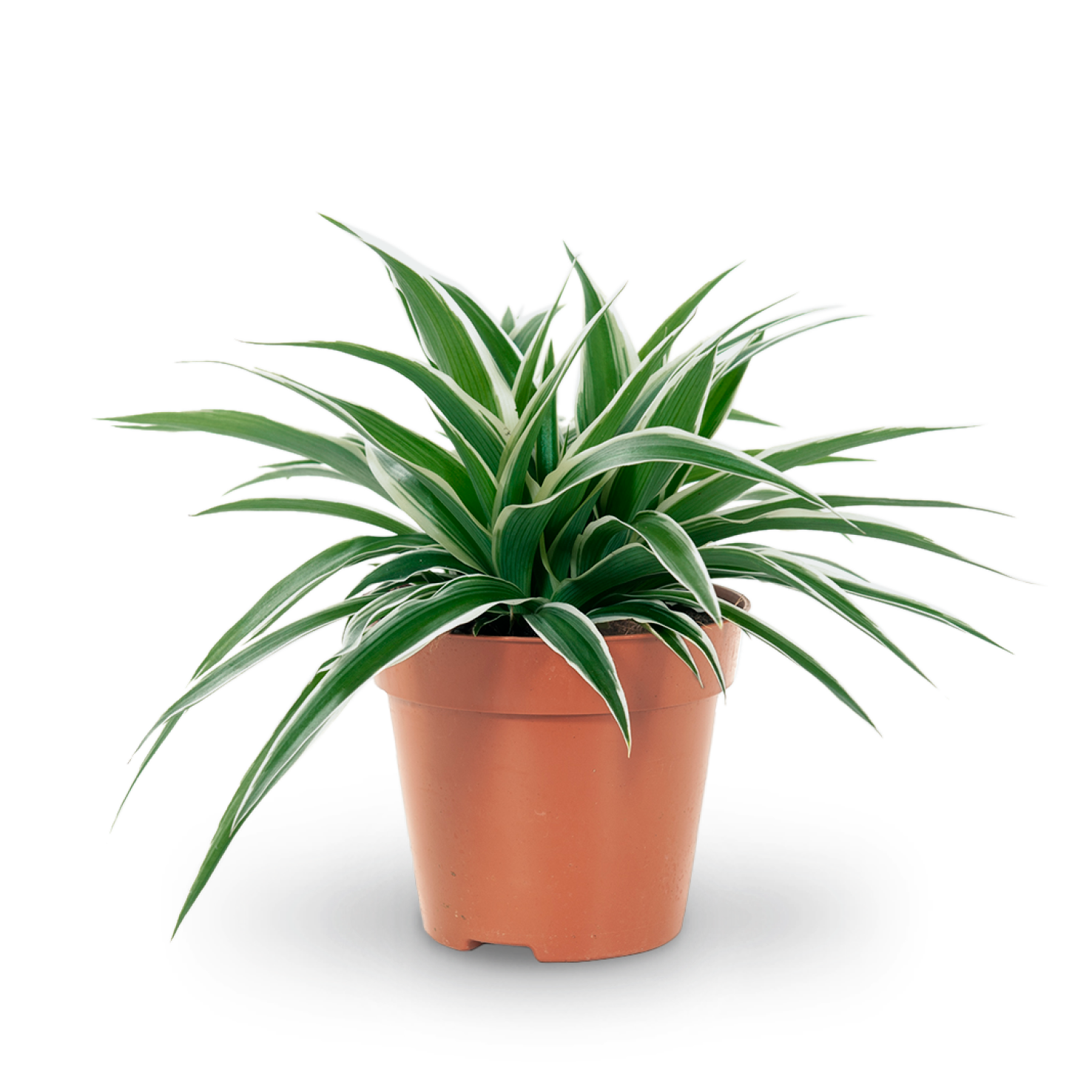Plantura Grünlilie