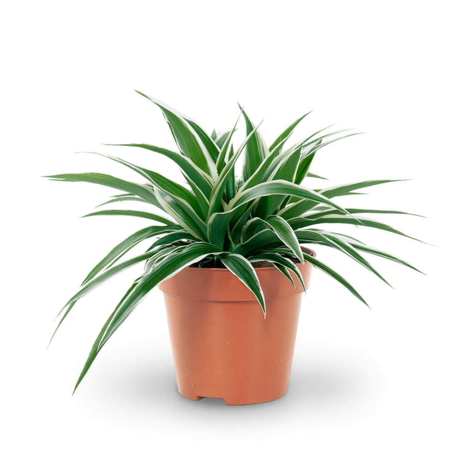 Plantura Grünlilie