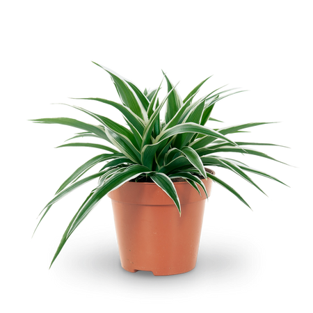 große grünlilie Grünlilie (Chlorophytum comosum) kaufen