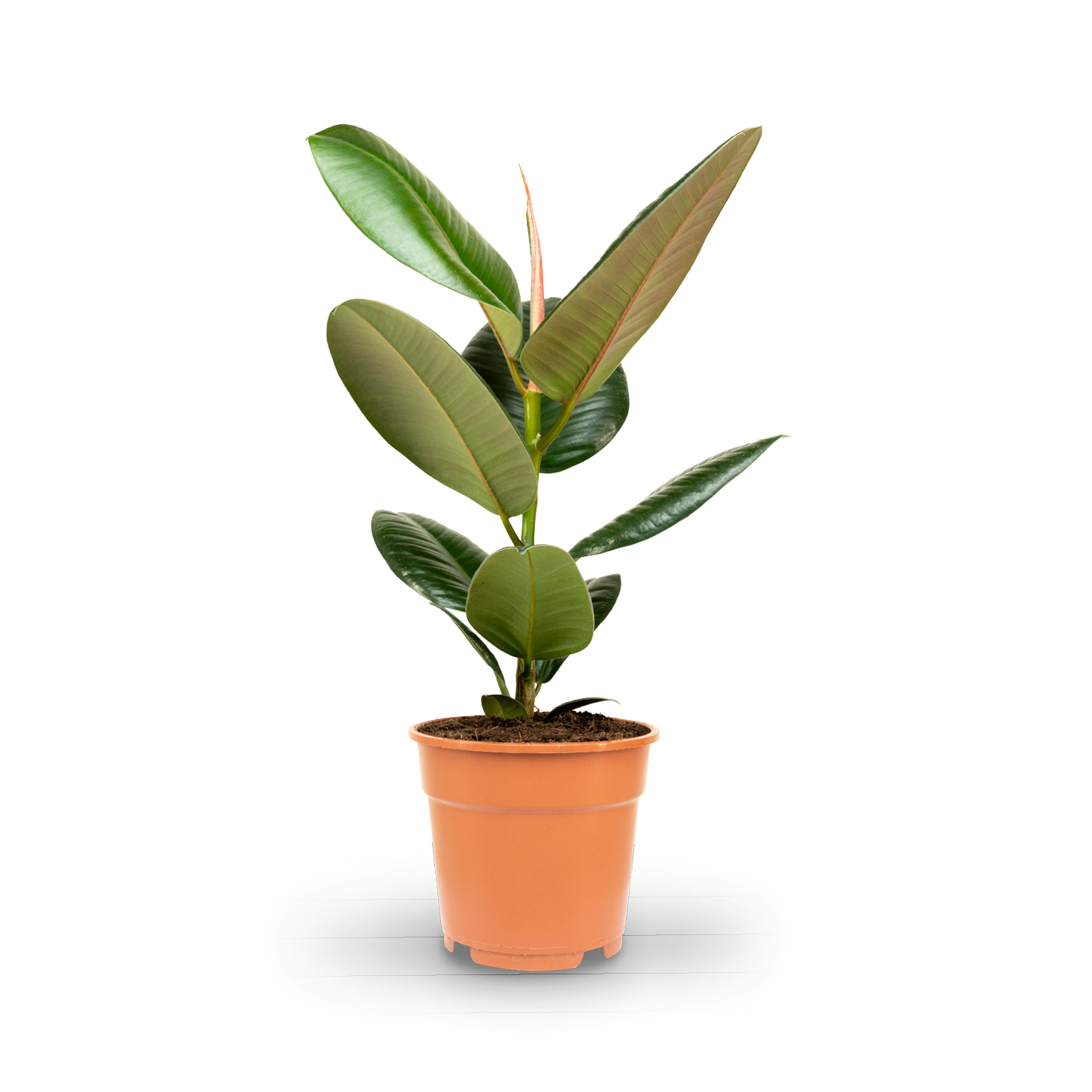 Gummibaum (Ficus elastica) \'Robusta\' kaufen - Plantura Shop