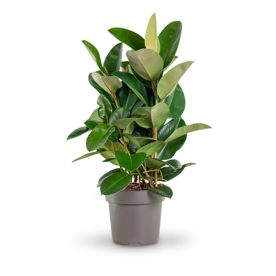 Plantura Gummibaum 'Robusta' XXL-Größe