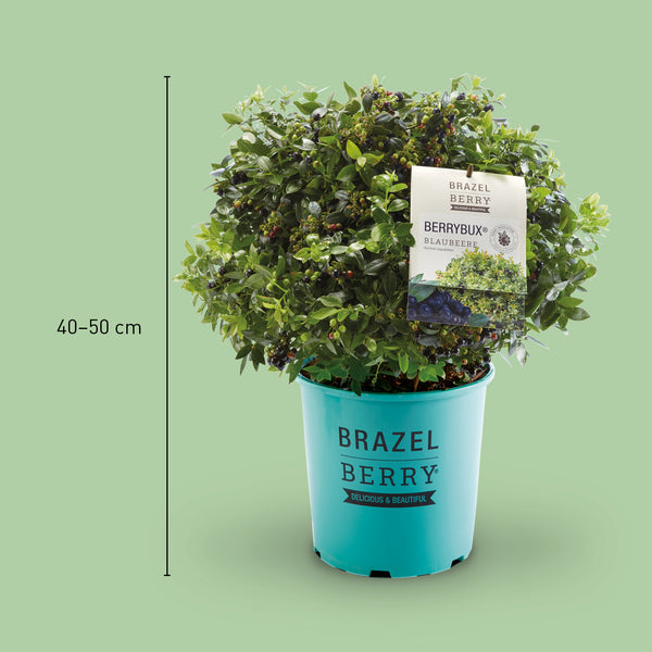 Größe der Plantura Blaubeere BrazelBerry® 'BerryBux'®