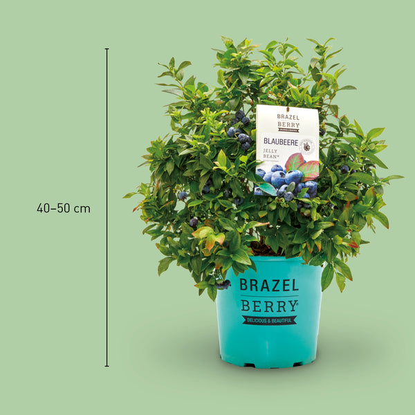 Größe der Plantura Blaubeere BrazelBerry® 'Jelly Bean'®
