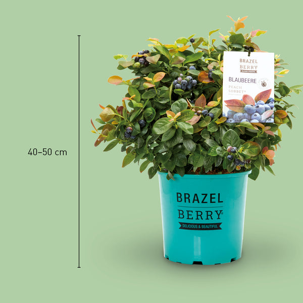 Größe der Plantura Blaubeere BrazelBerry® 'Peach Sorbet'®