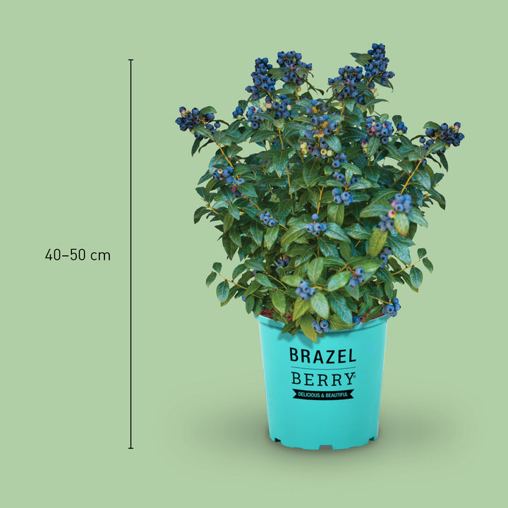 Größe der Plantura Blaubeere BrazelBerry® 'Perpetua'