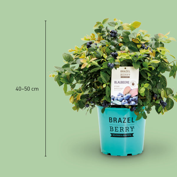 Größe der Plantura Blaubeere BrazelBerry® 'Pink Breeze'®