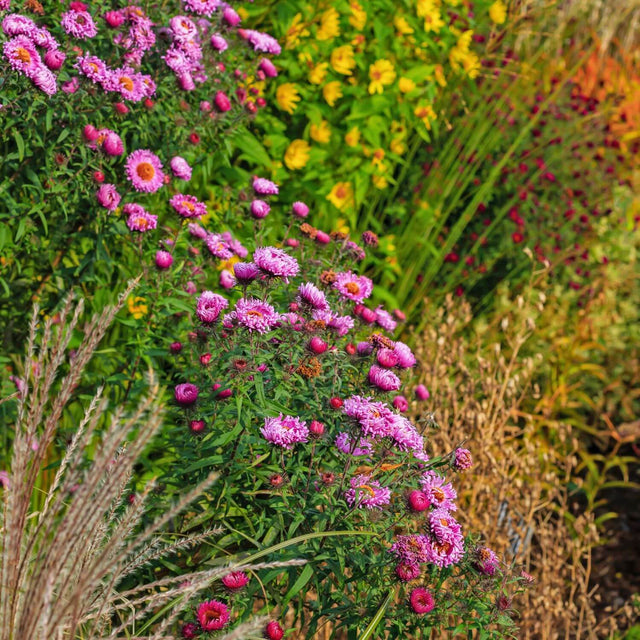 Herbststauden