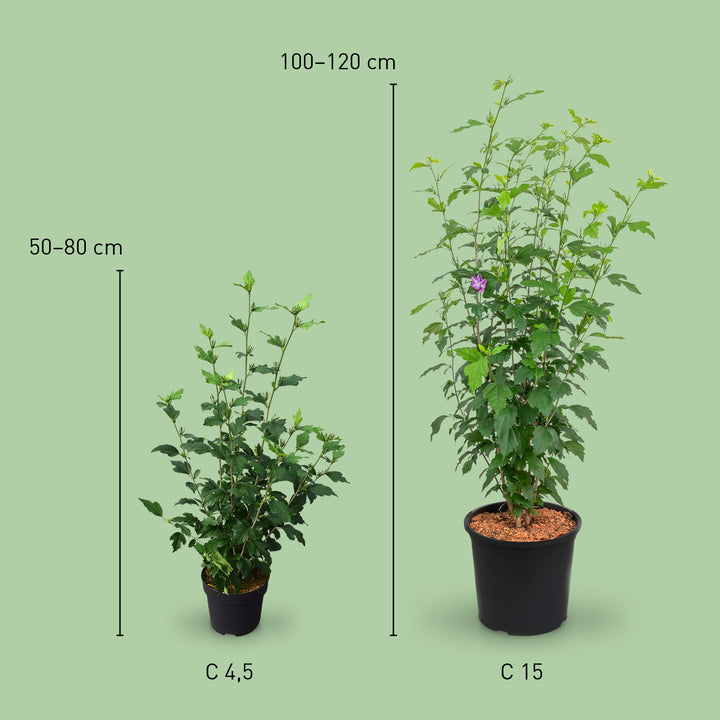 Größe des Hibiskus 'Azurri'®
